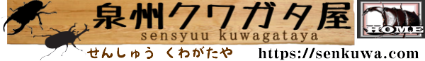 昆虫飼育ケースQBOXを格安販売 Sensyuu Kuwagataya